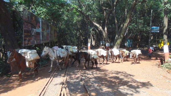 The sad horses seem to be worrying about their future livelihood, as the trains will be competing with them. (Arzan Kotval)