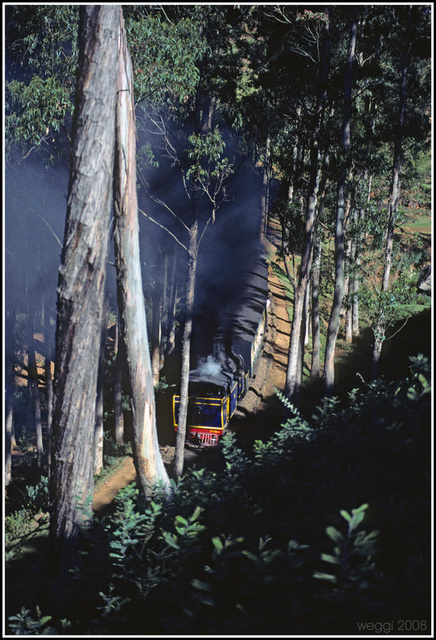 nilgiri-express-forest