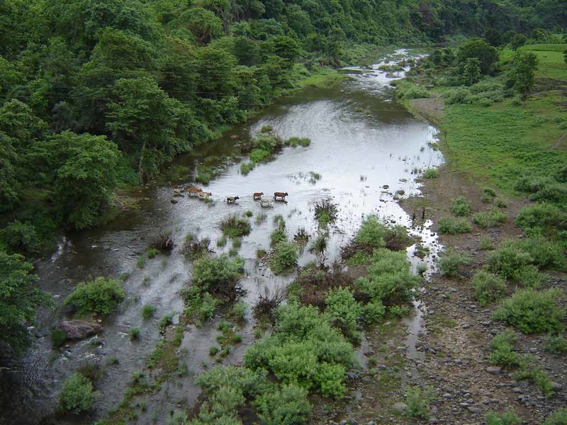 Cows fording the Choral