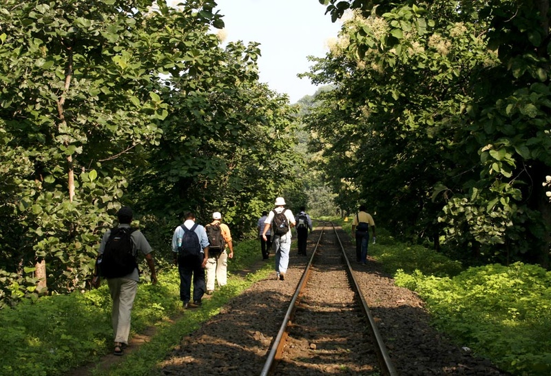 junglewalk