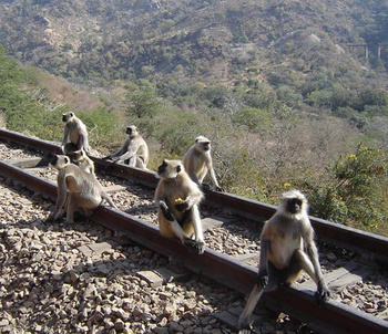 Lunching Langurs