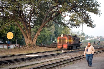 loco-under-the-tree.jpg