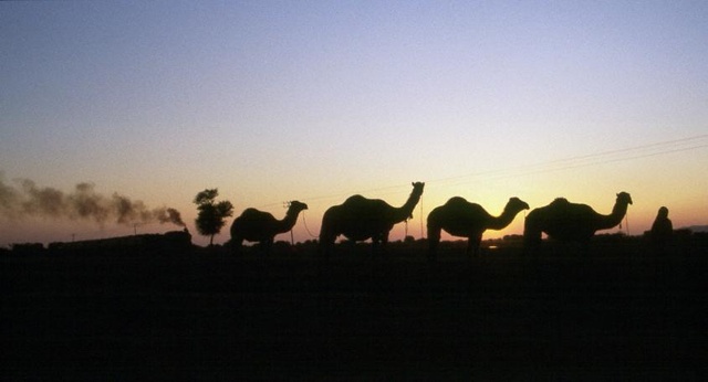 Camels