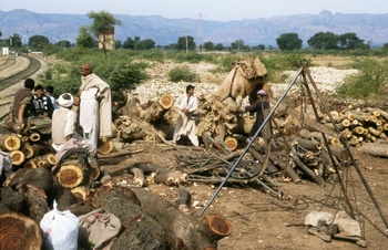 Timber loading in Haranpur