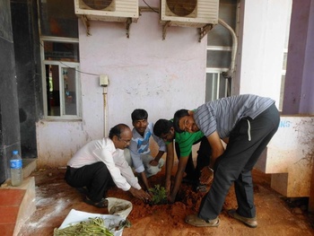 Planting of Sapling