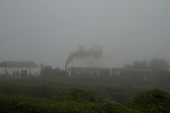 Batasia Fog