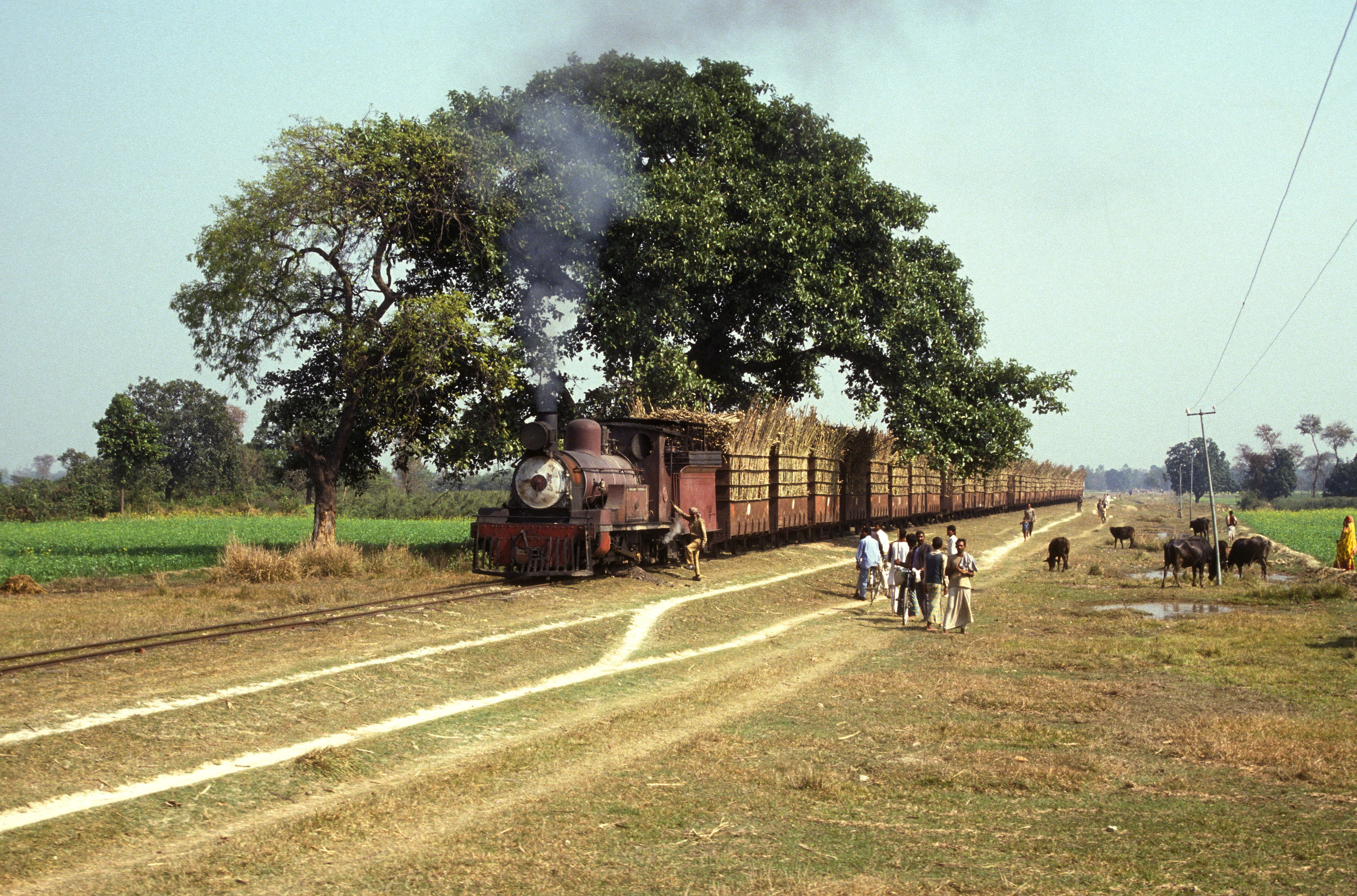 No. 54 at Saraya Sugar Mills