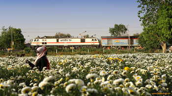 New Delhi - Kalka Shatabdi '12005' speeds behind the power of it's regular Ghaziabad (GZB) WAP-7 'HOG' #30277, belts along the f