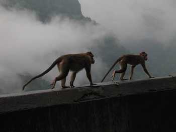 08_monkey2.jpg