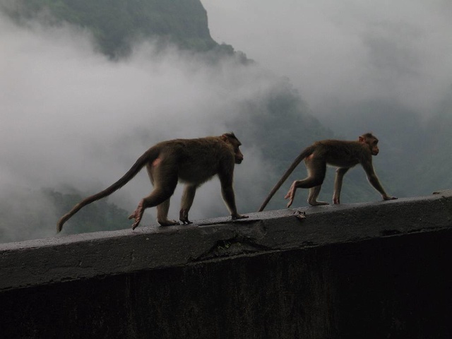 08_monkey2.jpg