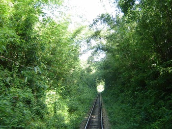 Wild Bamboo grows so close to the line that in places the line passes through long green tunnels