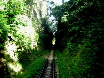 A self conscious Metre Gauge Cutting in the Hill Section