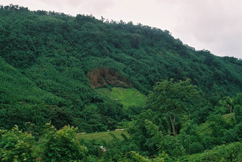 Jhum Cultivation in the Barail